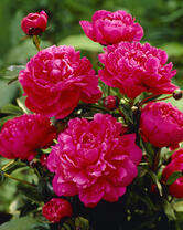 Без бренда «2KMB-4036» в Балашихе 