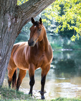 Без бренда «Лошадь у дерева» в Балашихе 