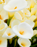 Без бренда «Коробка 20 шт: Белые каллы» в Балашихе 