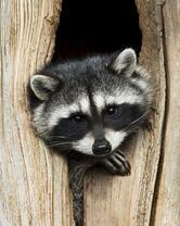 Без бренда «Енот в дупле» в Балашихе 