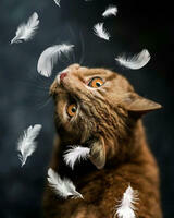 Без бренда «Кот среди перышек» в Балашихе 