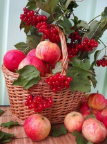 Без бренда «Коробка 25 шт. картин по номерам BOX25-GX5174» в Балашихе 