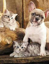 Без бренда «Милый щенок французского бульдога и два котёнка» в Балашихе 