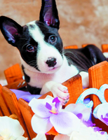 Без бренда «Милый черно-белый щенок и орхидеи» в Балашихе 