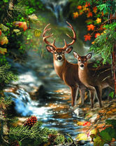 Молодые олени в лесу у водопоя