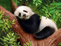 Сладко спящая панда